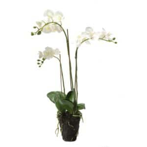 Phalaenopsis White X3 Stems Soiled 75cm