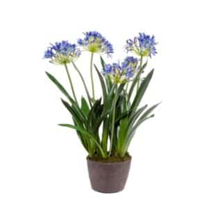Artificial Agapanthus in Soil Blue H75cm