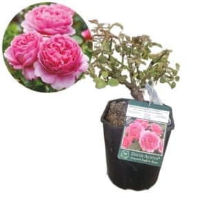 David Austin Rose 'Princess Alexandra Of Kent®'