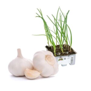 Aglio Bianco (White Garlic) 6 Seedlings