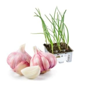 Aglio Rosso (Red Garlic) 6 Seedlings