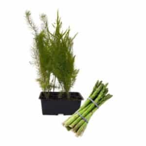Asparago Selvatico (Wild Asparagus) 12 Seedling