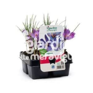 Zafferano (Saffron Sativus) 4 Seedlings