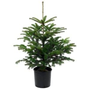 Abies Nordmanniana Christmas Tree In Pot