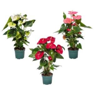 Anthurium Andreanum Mixed in Pot 17cm