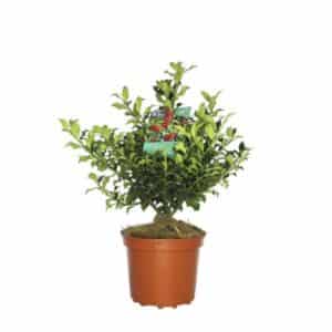 Ilex Aquifolium Alaska in Pot 22cm (Clt.5)