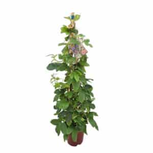 Passiflora Pyramid in Square Pot 19cm