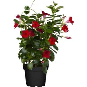 Sundavillea Spalliera in Pot 17cm