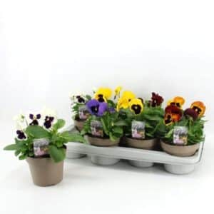Viola Pansy in Pot 14cm