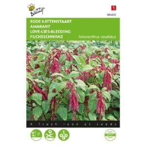 Buzzy® Amaranthus, Cat's Tail Red