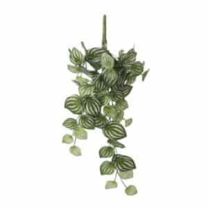 Peperomia hanging l. green varieg. - l58xw20xh14cm