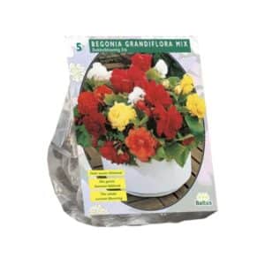 Begonia Double, Mix x5