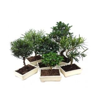 Bonsai Mix Amir 20cm