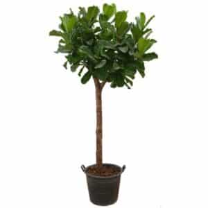 Ficus Lyrata in pot 50cm Alberello H290cm