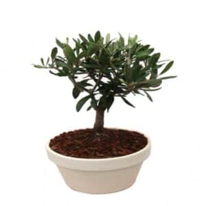 Olive Bonsai in pot 16cm H40cm
