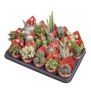 Pianta Grassa Love Sleeve in Pot 6.5cm