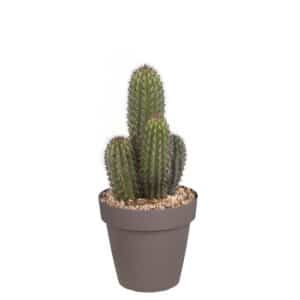 Stenocereus Thurberi in Pot 20cm