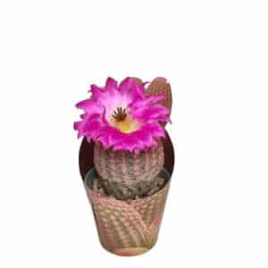 Echinocereus Rigidiss. Rubrispinus in Pot 6.5cm