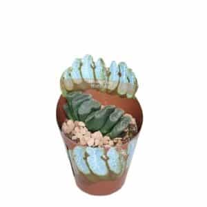 Haworthia Truncata in Pot 6.5cm