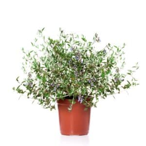 Teucrium Azureum in Pot 20cm