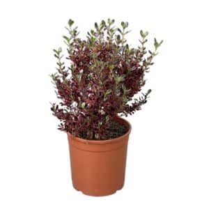 Coprosma Rubiaceae in Pot 15cm