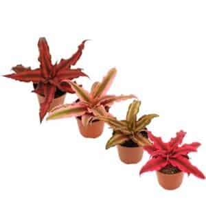 Cryptanthus in Pot 5.5cm