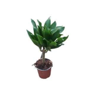 Dracaena Compacta Trunk H15cm in Pot 13cm