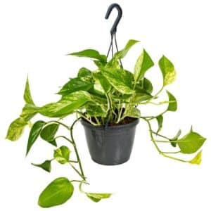 Scindapsus Marble Queen in Basket 17cm