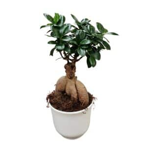 Ficus Ginseng in Ceramic Pot 17cm