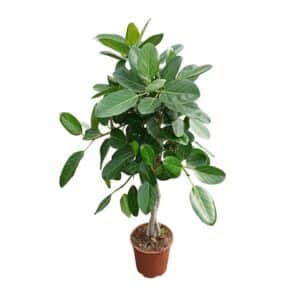 Ficus Alberello Braided Benghalensis Pot 27cm