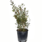 Pistacia lentiscus in pot 18cm