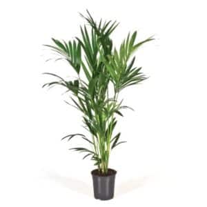 Kentie Triple H80cm