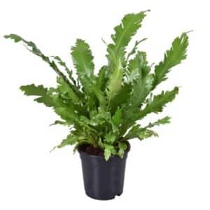 Asplenium Nidus 'Campio' in pot 17cm