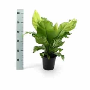 Asplenium nidus 'Campio' in pot 17cm