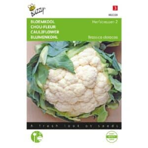 Buzzy® Cauliflower Autumn Giants 2