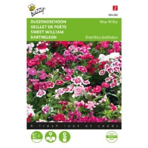 Buzzy® Dianthus, Sweet William Wee Willie Mixed