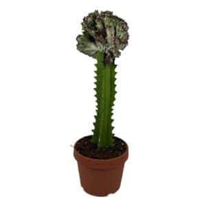 Euphorbia Crestata Var. Grafted in Pot 20cm