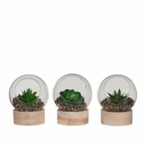 Succulent in glass on wood assorted h10xd10cm