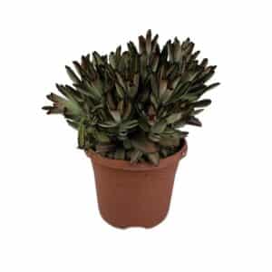 Kalanchoe Tomentosa Nigra in Pot 17cm