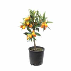 Kumquat Cespuglio in Pot 20cm