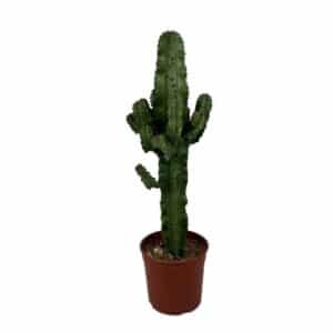 Euphorbia Eritrea in Pot 19cm