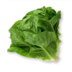 Lattuga Romana / Romaine Lettuce (or Cos Lettuce)