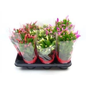 Rhipsalidopsis in Pot 10.5cm