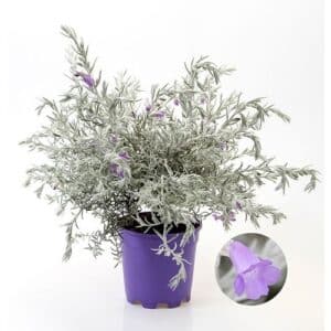 Eremophila in pot 19 cm