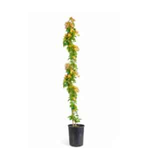 Bougainvillea Canna in Pot 20cm California