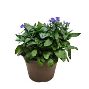 Lobelia Caprifoliaceae in Pot 14cm