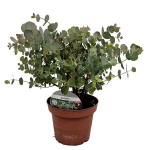 Eucalyptus Cinerea Cesp in pot 17cm