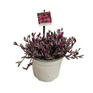 Delosperma (Aizoaceae) in Pot 14cm