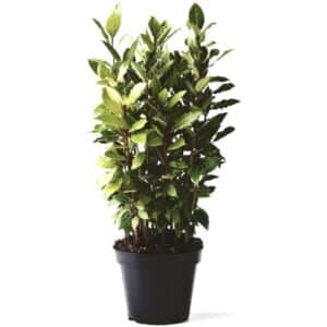 Laurus Nobilis (Bayleaf) in pot 22cm