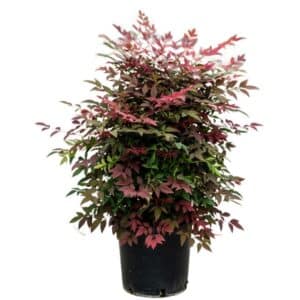 Nandina Domestica in pot 22cm